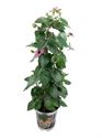 Afbeelding van KP19 Thunbergia  piramide Rose
